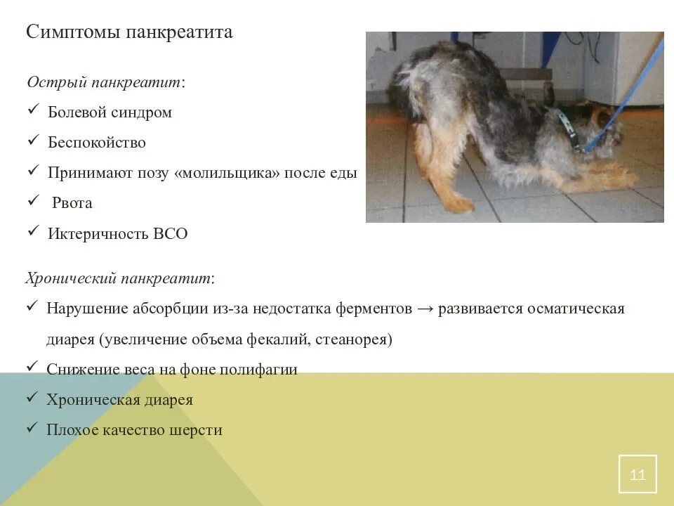 Болевой синдром у собак. Болевой синдром у собак. Болевой синдром у собак. Острый панкреатит у собаки симптомы. Болезнь выгорания у собаки.