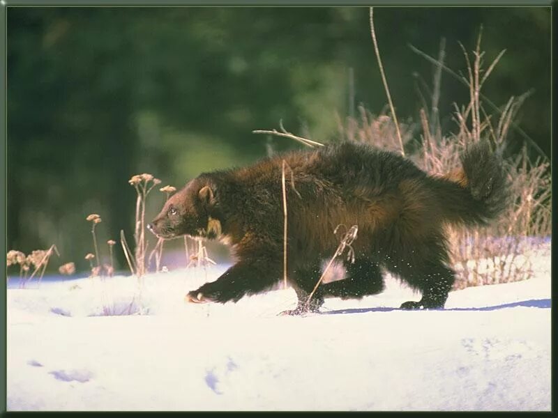 Wolverine - Carcajou Wolverine animal, Wolverine, Wolverines