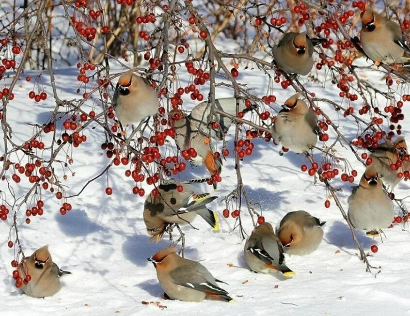 Свиристели стайка. Гнездо свиристели. Зимние птицы. Птицы в зимнем лесу. Снегири зимой.