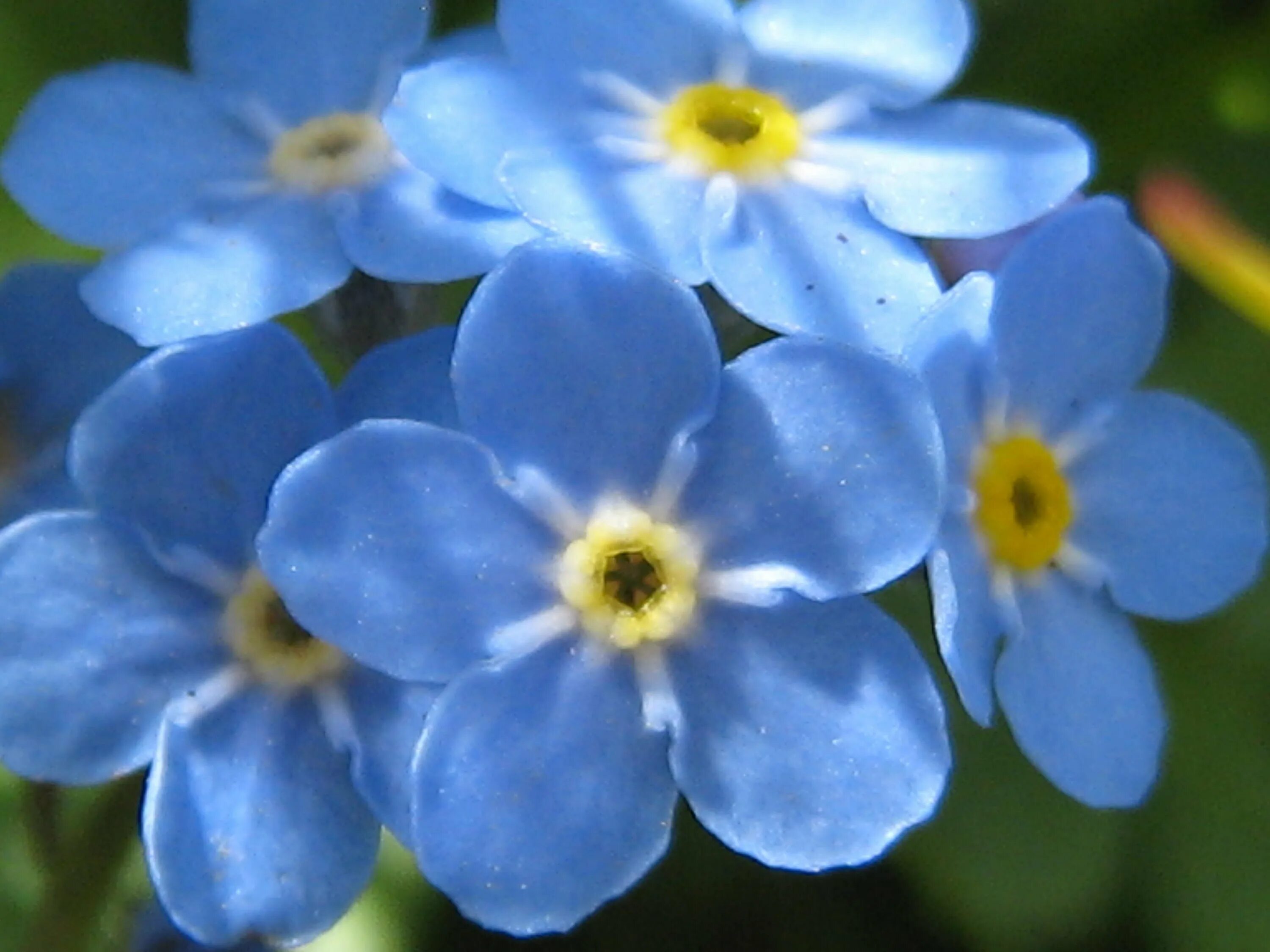 Незабудка Альпийская (Myosotis alpestris). Незабудка Myosotis, Незабудка Альпийская. Альпийская Незабудка Блу Болл. Myosotis alpestris f.w.Schmidt - Незабудка. Незабудка самый