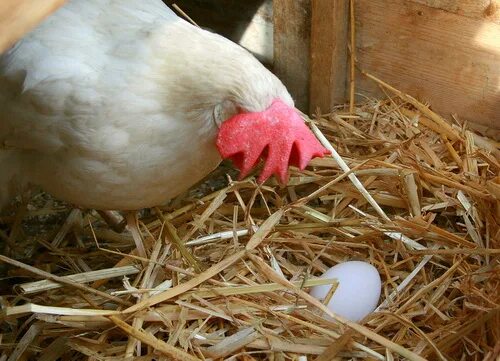 Белые куры несут белые яйца. Яйца Хайсекс Уайт. Яйцо у кур Хайсекс. Белые куры с яйцами. Белая курица несет белые яйца.