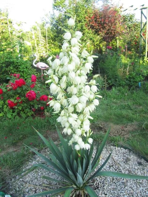 Садовые цветы юкка. Юкка нитчатая Садовая. Цветок Юкка нитчатая. Юкка нитчатая (Yucca). Юкка нитчатая цветет.