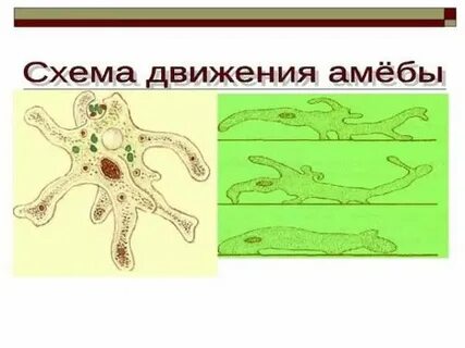 Установите последовательность процесса питания амебы