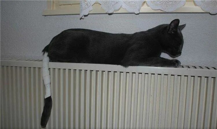 Ампутация хвоста у собаки. Кот с переломанным позвоночником. Как понять что сломан хвост. Перелом хвоста рентген. Порода котов с поломанным хвостом.