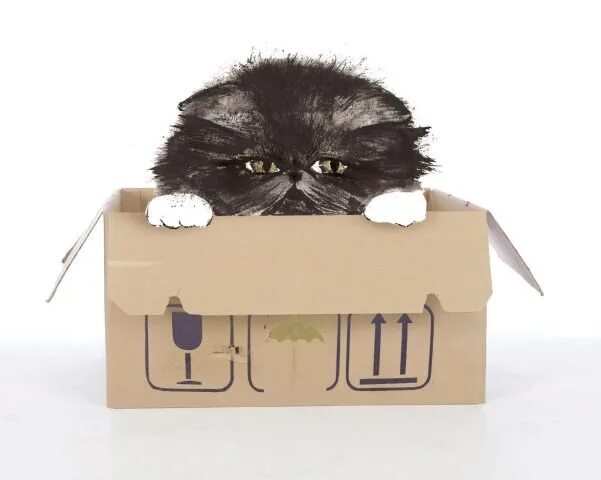 Кот шашлык читать. Записки кота шашлыка. алекс экслер записки кота шашлыка. полные записки кота шашлыка. кот шашлык.