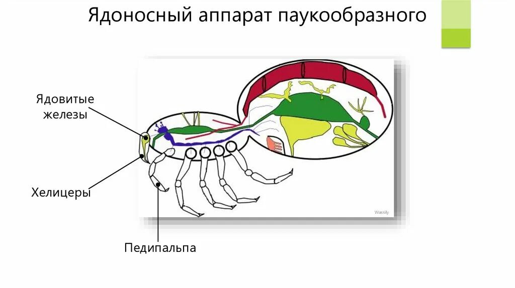 Паукообразные гермафродиты. Паукообразные гермафродиты. Отряд шизомиды представители. Паукообразные гермафродиты. The european cave паук.