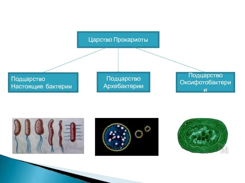 Древнейшие прокариоты