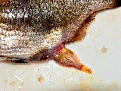 Покажи 1 рыбу
