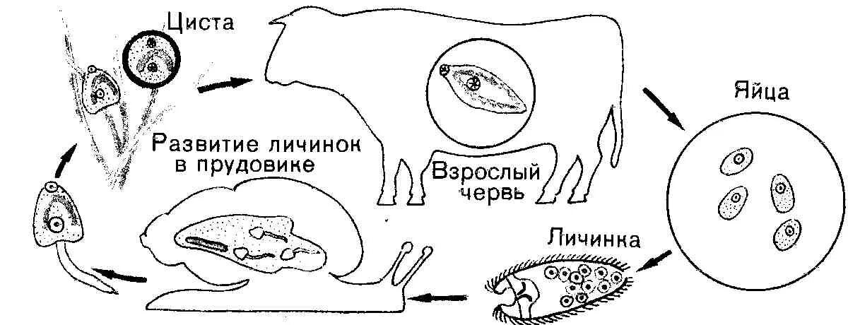 Развитие червей сосальщиков. Схема жизненного цикла печеночного сосальщика. Цикл развития печеночного сосальщика. Схема развития печёночного сасальщика. Схема цикл жизни печёночного сосальщика.