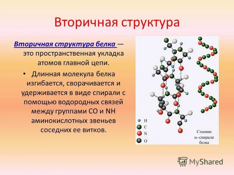 Молекулы белков размер