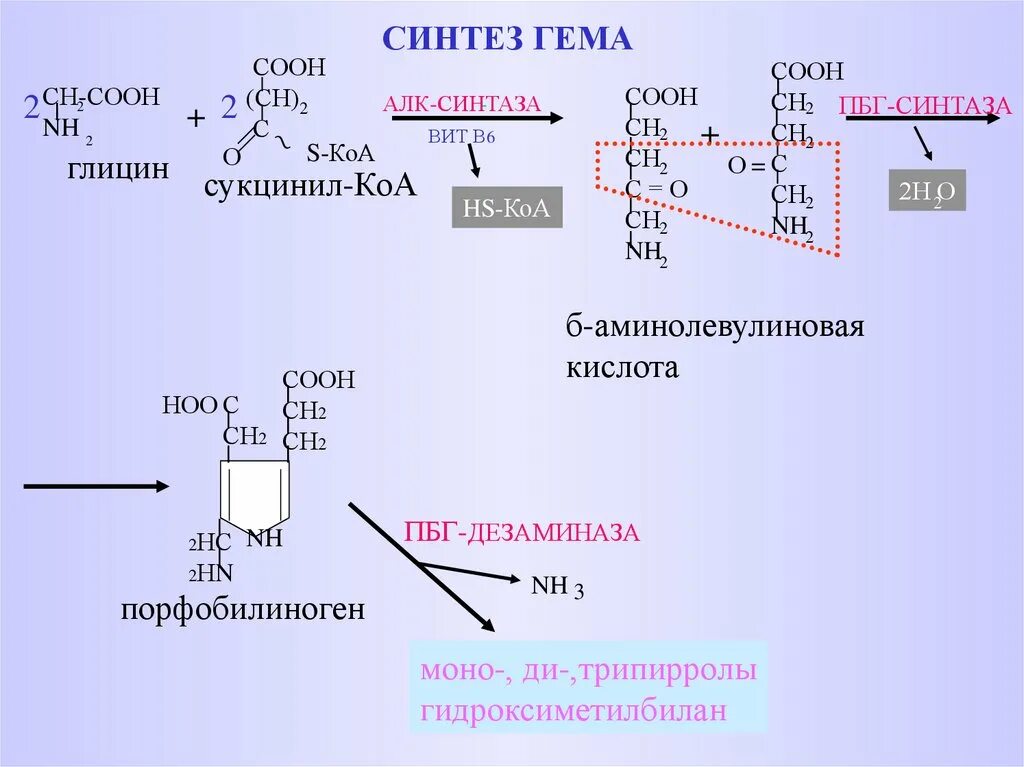 Синтез гему. Регуляция синтеза гема биохимия. Синтез гема биохимия схема. Схема регуляции синтеза гема. Синтез 6 аминолевулиновой кислоты.