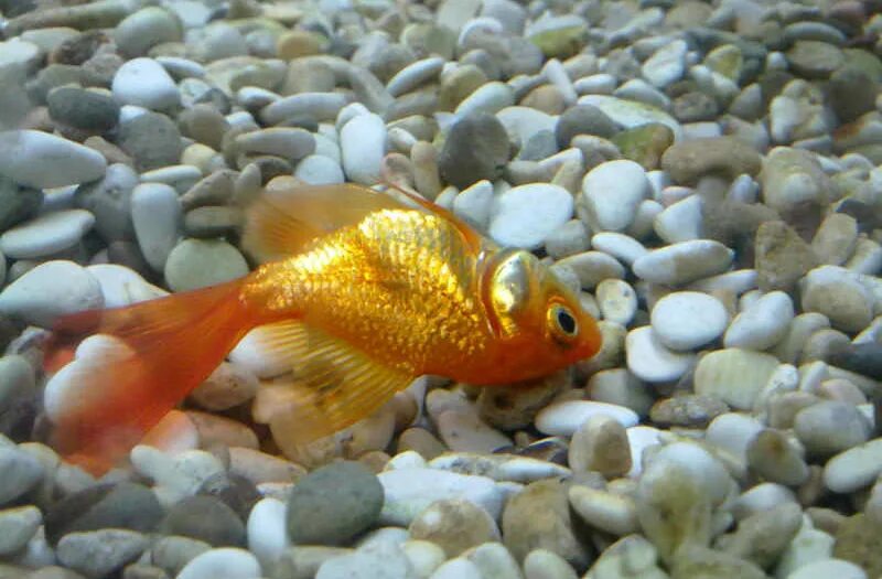 Золотая рыбка лежит на дне. Отравление рыб нитритами. Плавниковая гниль у неона. Отравление аквариумных рыб нитратами. Селитра рыба.