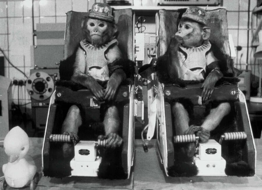 Первая обезьяна полетевшая в космос. Обезьяны Эйбл и Мисс Бейкер в космосе. Макак резус Эйбл в космосе.
