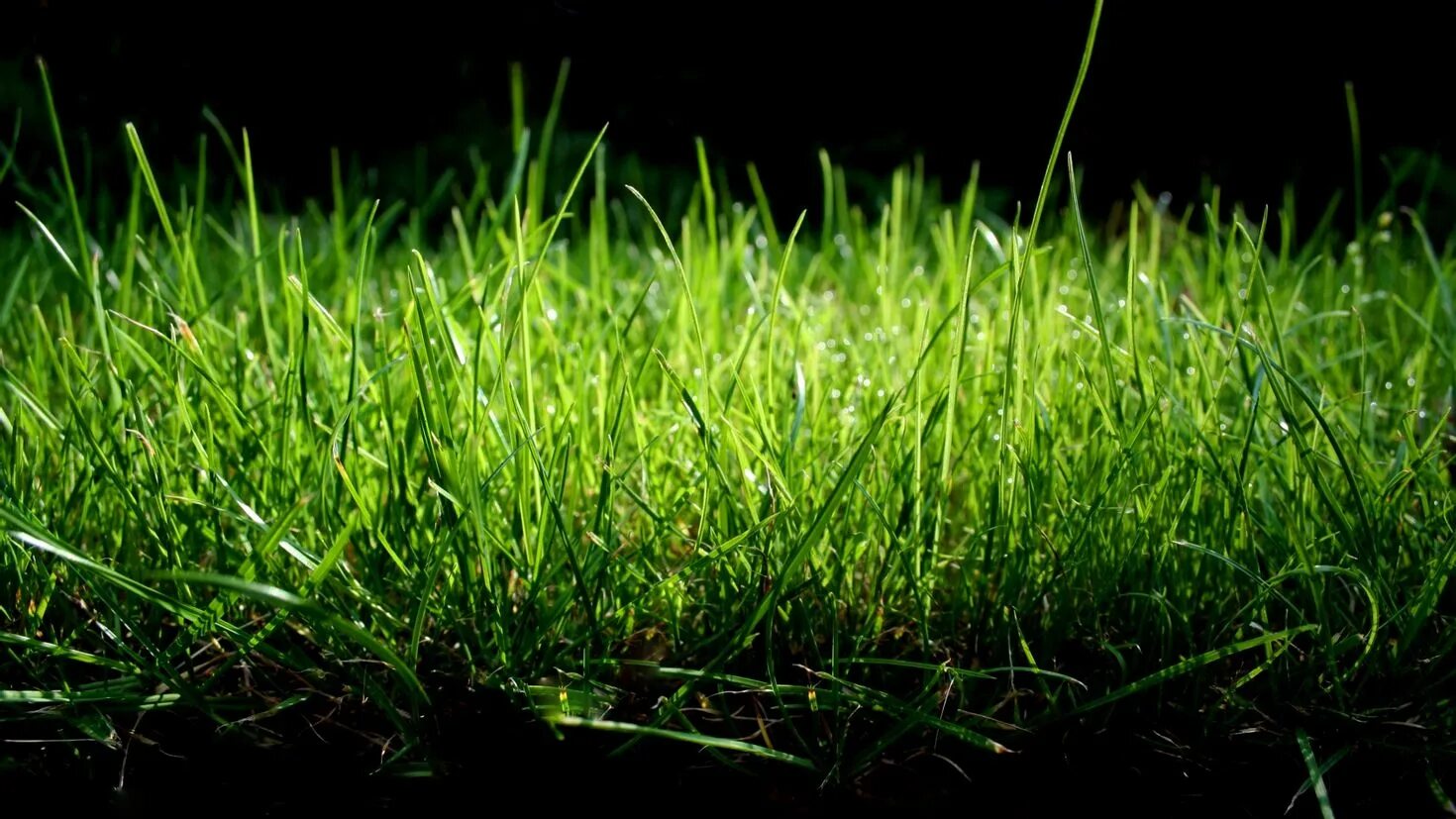 Grass network. Зеленая трава. Зеленый газон. Трава фон. Зеленая трава фон.