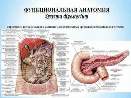 Функциональные системы животных