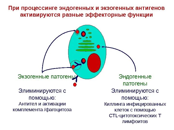 Экзогенные антигены. Процессинг экзогенных антигенов схема. Процессинг эндогенных антигенов. Процессинг эндогенных и экзогенных антигенов. Этапы процессинга эндогенных антигенов.