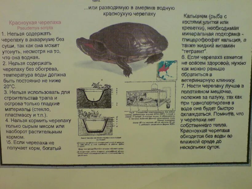 Сколько красноухая может без воды. Красноухая черепаха подвиды. Красноухая черепаха 4 года размер. Размер красноухих черепах. Красноухая черепаха Размеры.