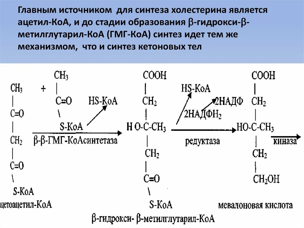 Ферменты холестерина. Общая схема синтеза холестерина. Этапы синтеза холестерина ацетил КОА. Этапы синтеза холестерина биохимия. Образование бета-Окси-бета-метилглутарил-КОА.