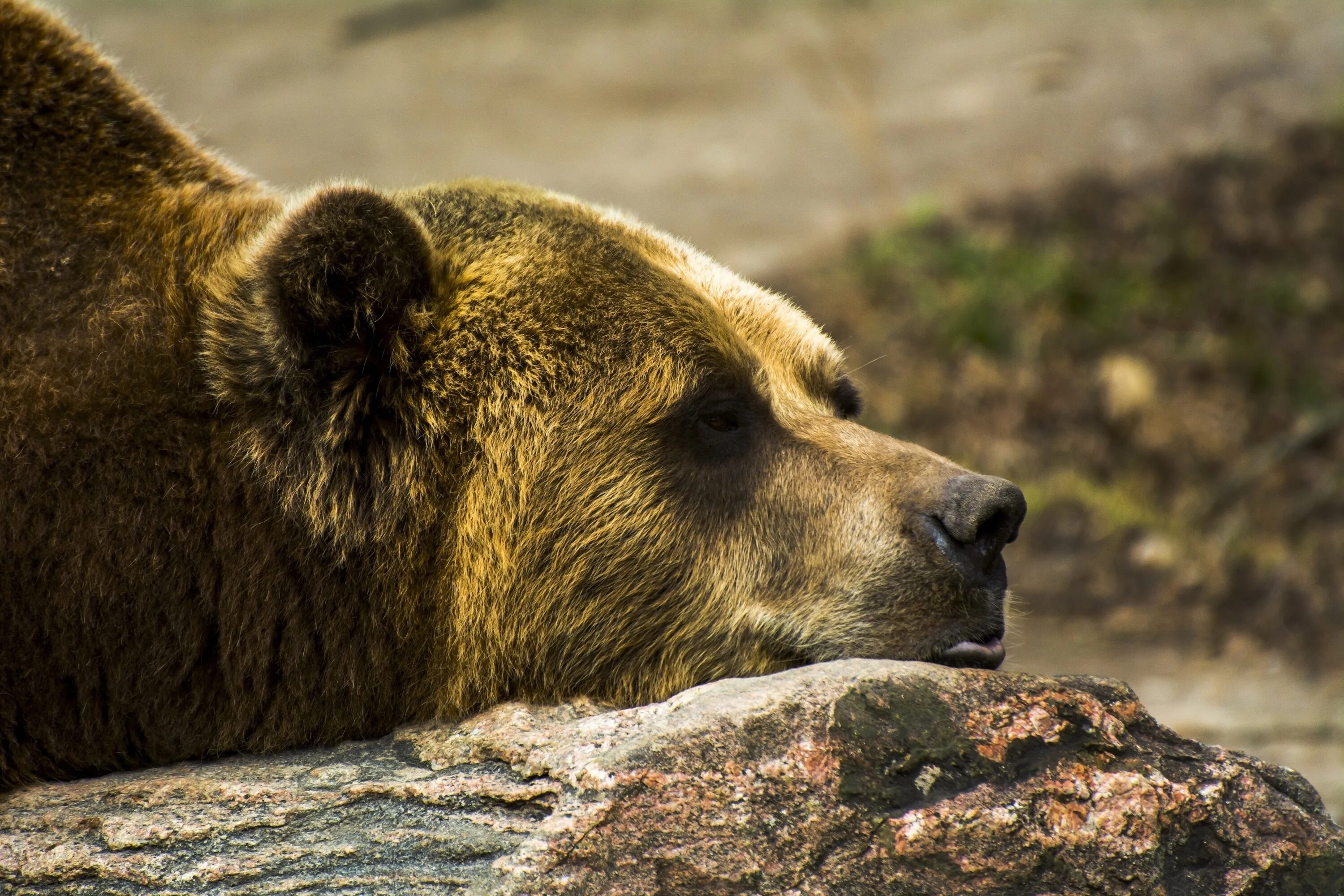 Bear stone. Гризли и бурый медведь. Гризли североамериканский бурый медведь. Калифорнийский бурый медведь. Калифорнийский Гризли.