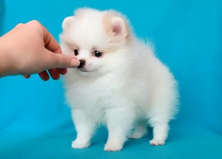 Собака шпиц белый маленький