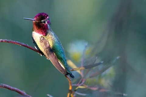 Zelu hummingbird