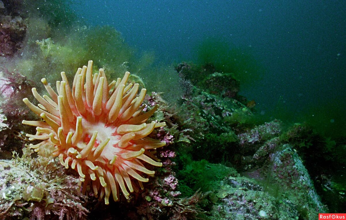 водоросли фукус баренцева моря. баренцево море красивые фото.