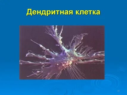 Макрофаги дендритные клетки