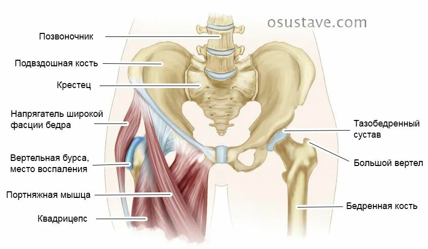К какому врачу обращаться с тазобедренным суставом. Трохантерит вертела бедренной кости. Большой вертел бедренной кости сухожилия. Тазобедренный сустав большой вер. Мышцы большого вертела бедренной кости.