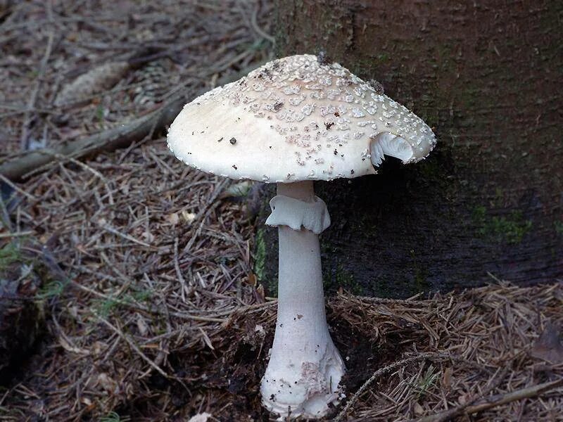 Мухомор весенний (Amanita Verna). Белая поганка мухомор вонючий. Мухомор и бледная поганка. Бледная поганка.