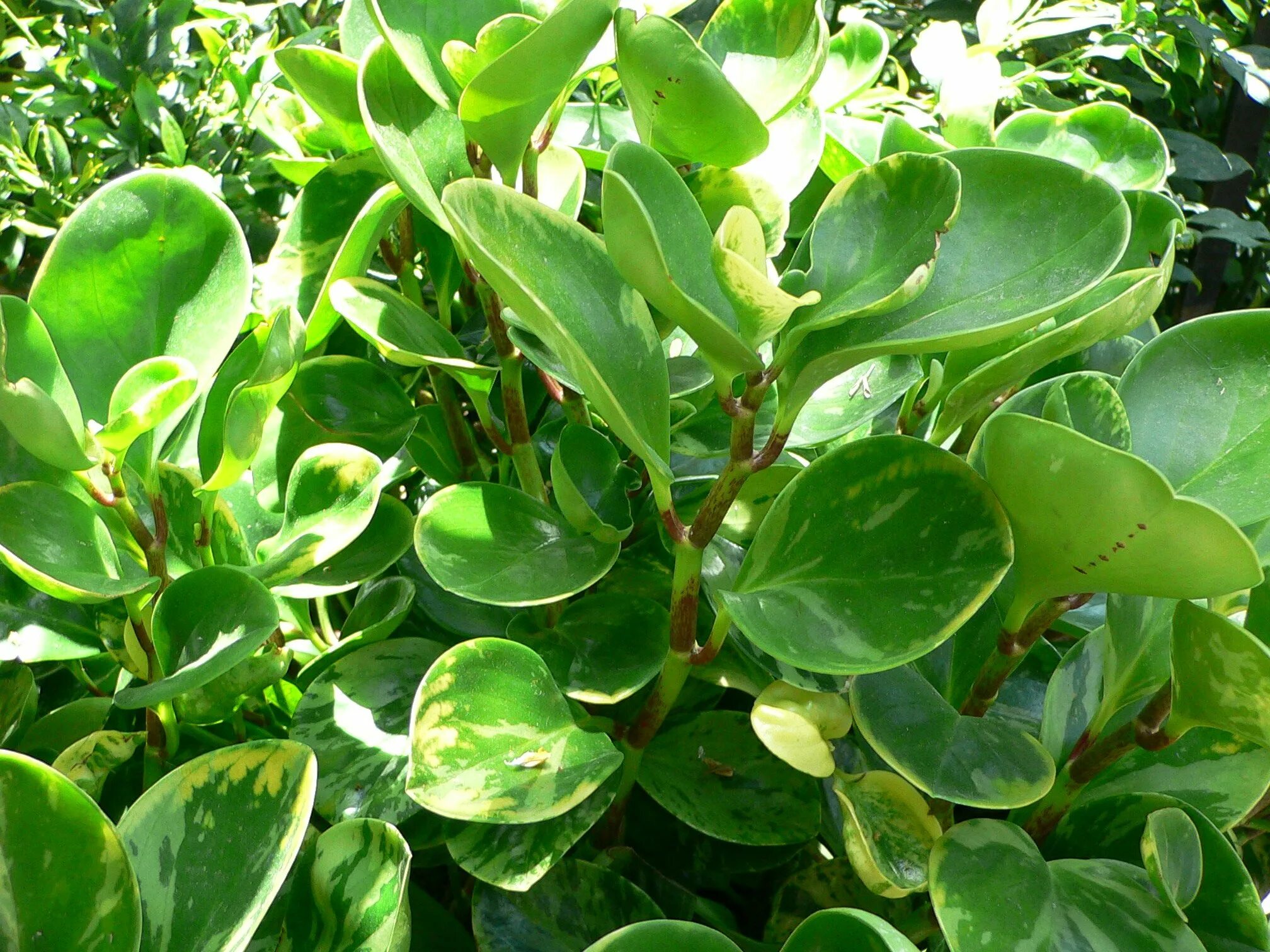 Пеперомия вариегата. Пеперомия марбл квин. пеперомия obtusifolia variegata. пеперомия туполистная вариегата.