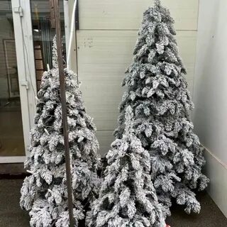 Садовод ели