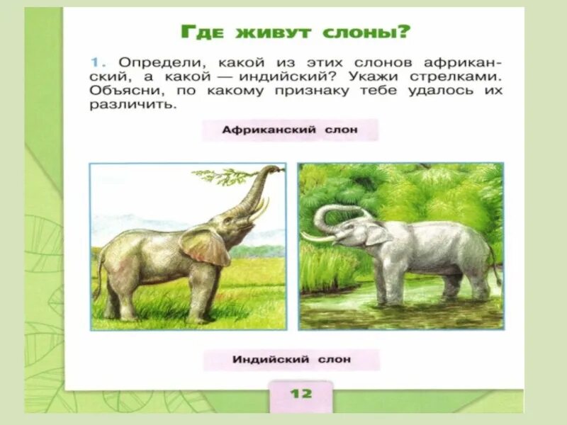 Где живет южный слон. Где живут слоны презентация. Где живут слоны. Где живут слоны 1 класс окружающий мир. Окруж мир 1 класс где живут слоны.