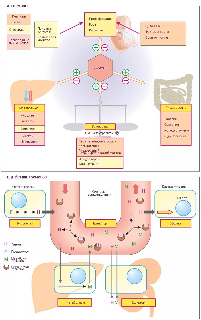 строение гормонов биохимия. механизм действия белковых гормонов схема. механизмы гормонов биохимия. механизмы гормонов биохимия. гормоны белковой природы биохимия.