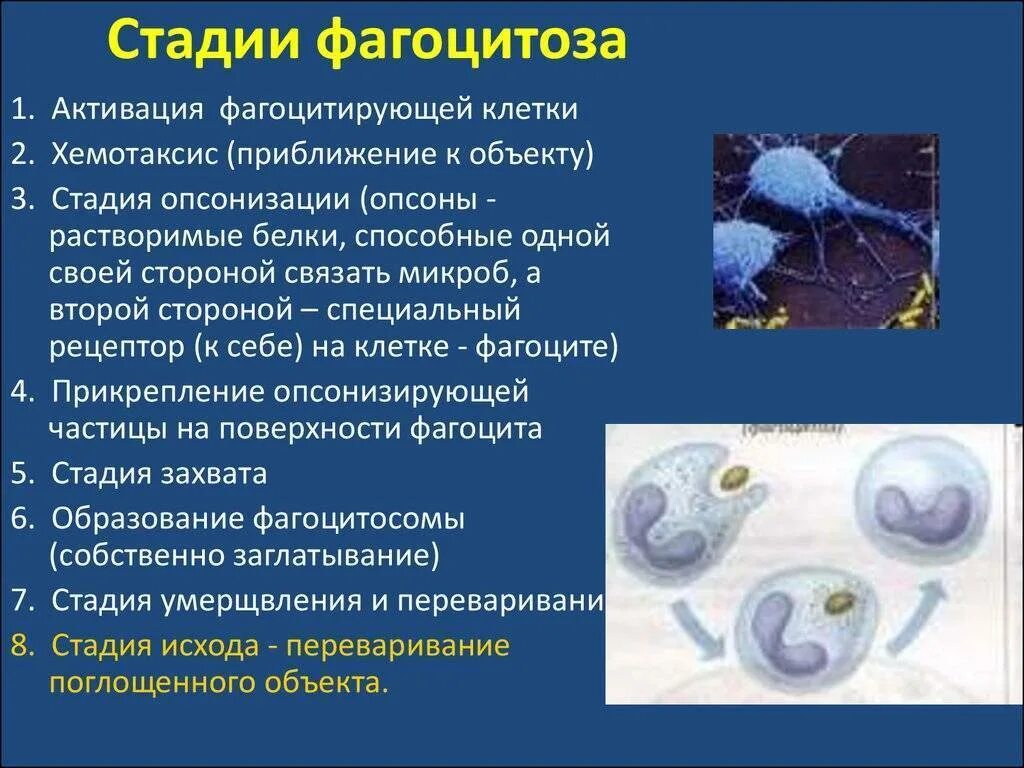 2 лимфоциты фагоциты. Фагоциты функция клетки. Механизмы иммунного ответа фагоцита. 2 лимфоциты фагоциты. Лейкоциты фагоциты и лимфоциты.