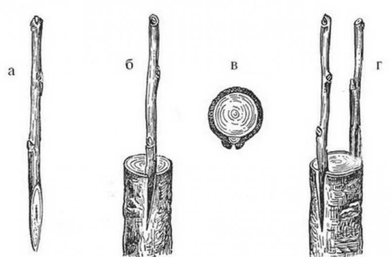 Прививка яблони на подвой. Прививка яблони весной на абрикос. Прививка подвой привой. Паразитарная прививка яблони. Прививка яблонь весной для начинающих на дичку
