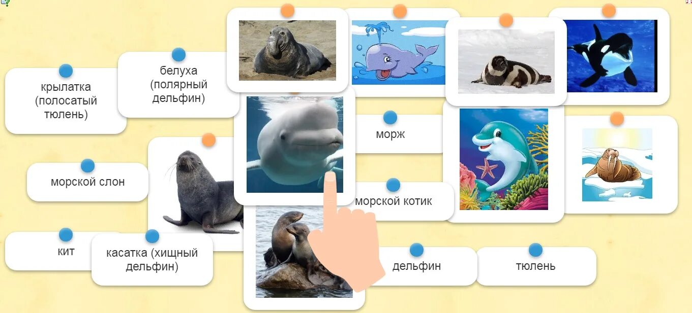 Всемирный день защиты морских млекопитающих (день кита). День морских млекопитающих 19 февраля. День млекопитающих 19 февраля. Всемирный день защиты морских млекопитающих. Всемирный день морских млекопитающих 19 февраля.