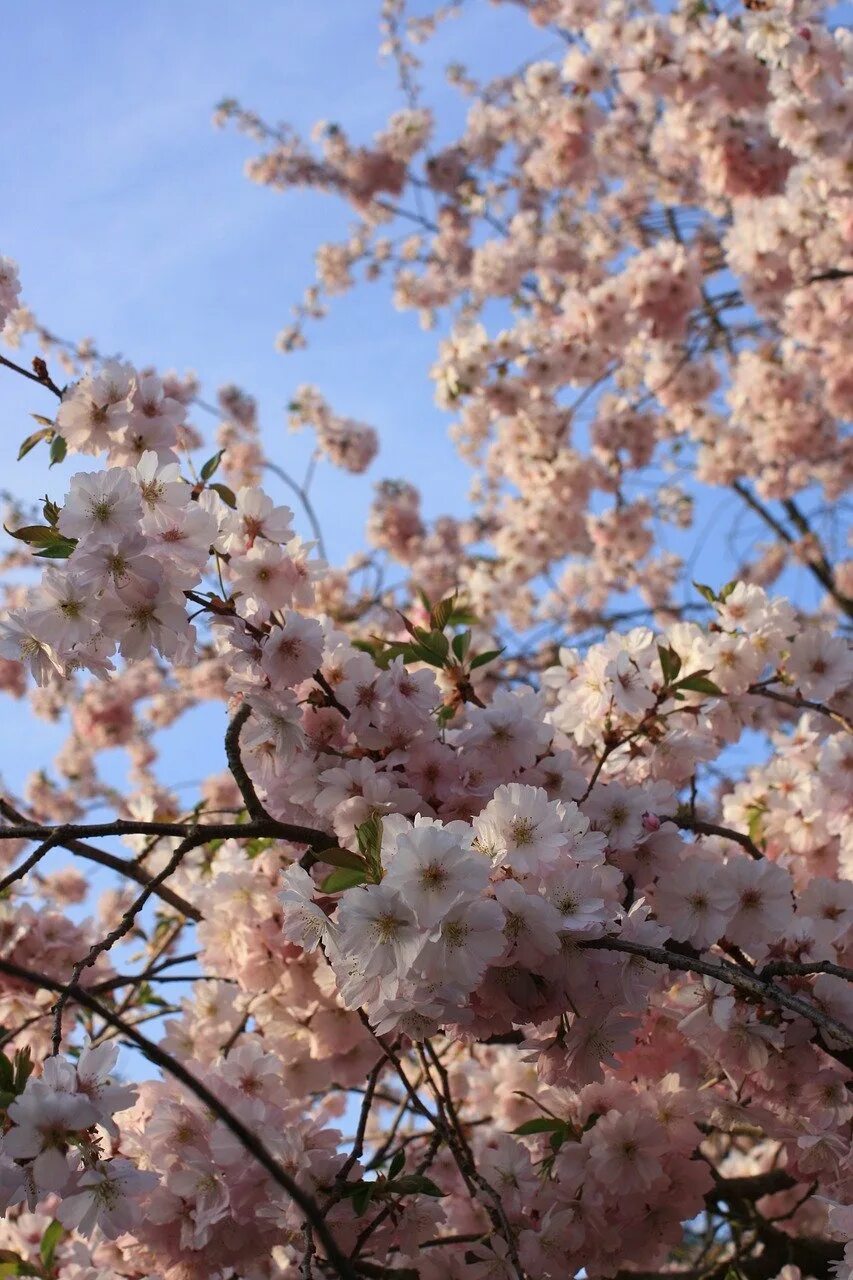 Цветение вишни фото. Вишня дерево цветение. Сакура Дикая вишня. Курильская Сакура. Черешня дерево цветение.