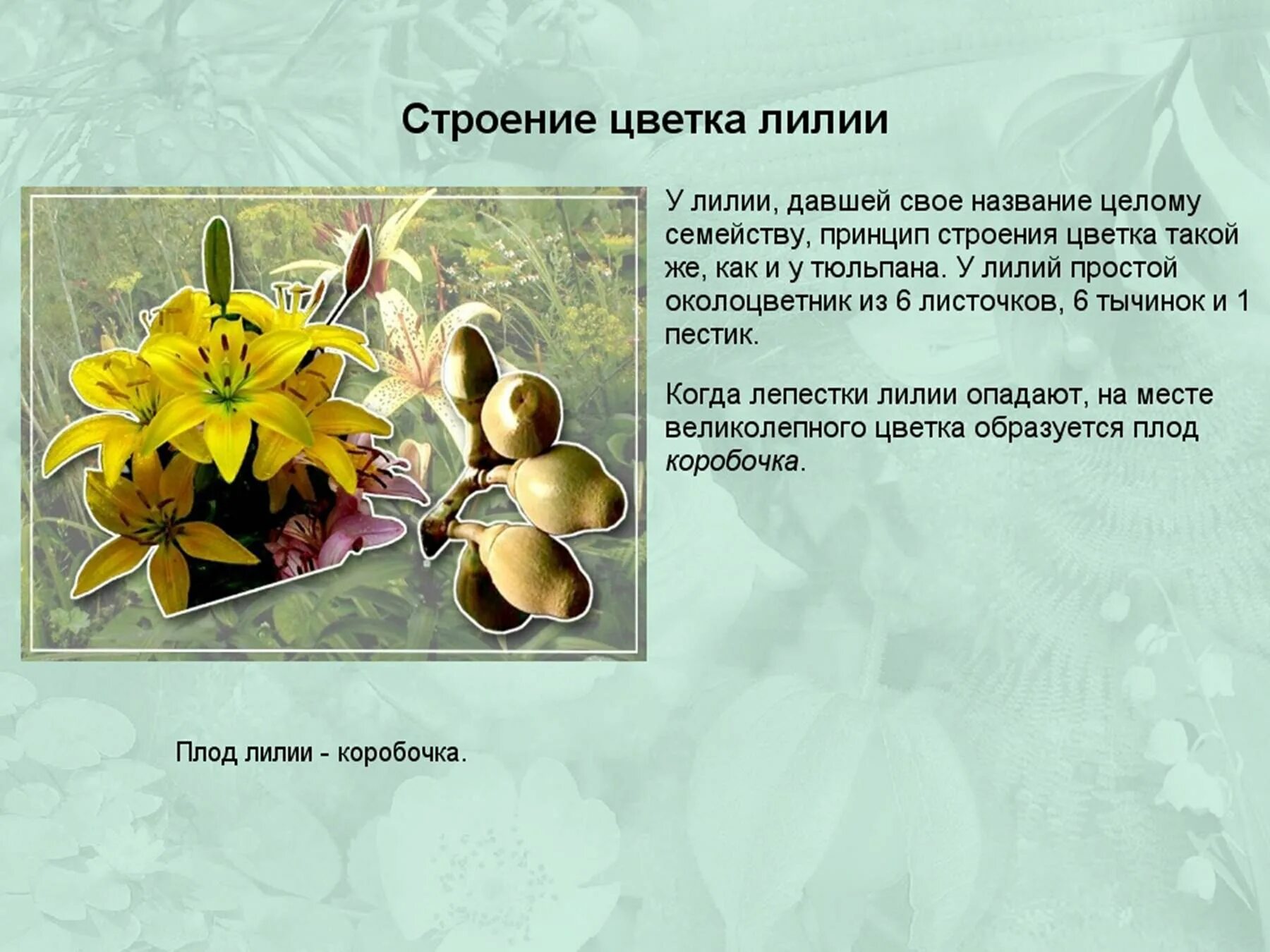 Масличные Лилейные. Семейство Лилейные опыление. Коробочка биология Лилейные. Строение лилии