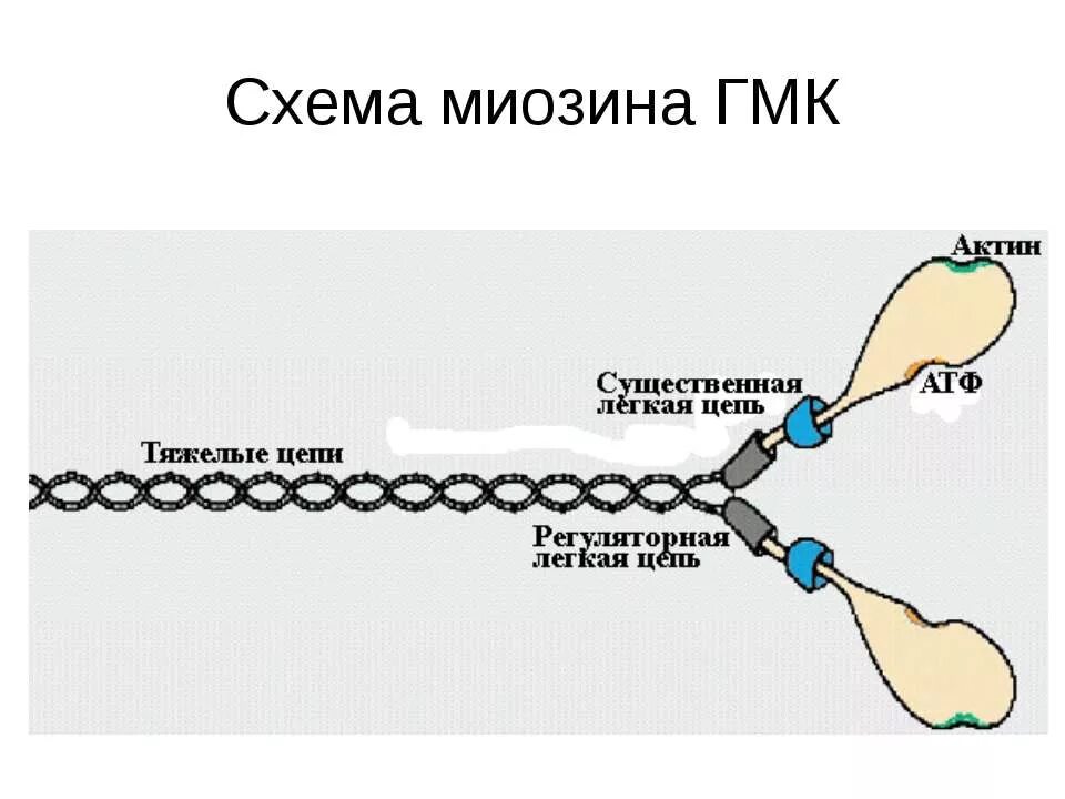 Белок миозин 2. Киназа легкой цепи миозина. Киназа лёгких цепей миозина. Киназа легких цепей миозина ГМК. Функция киназы легких цепей миозина.