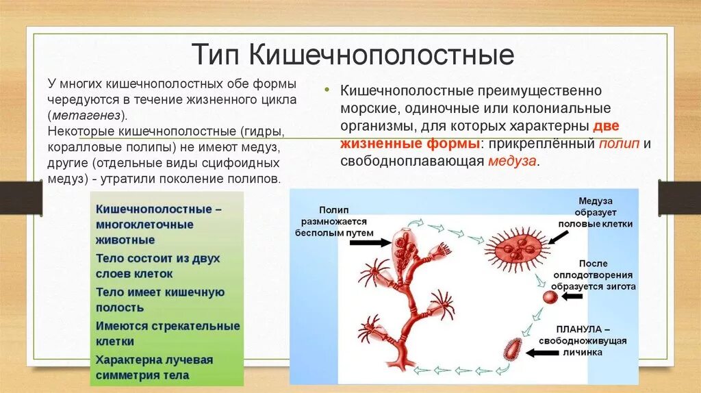 Прикрепленный образ жизни относится к животным. Тип Кишечнополостные гидра таблица. Коралловые полипы размножение таблица. Характеристика классов кишечнополостных 7 класс. Характеристика классов кишечнополостных 7 класс биология.