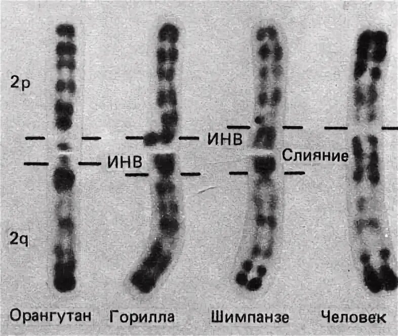 При расшифровке генома гориллы было установлено 10. Дифференциальная окраска хромосом. Хромосома. Хромосомы шимпанзе. Кариотип шимпанзе.