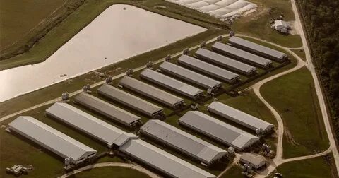 Many farm