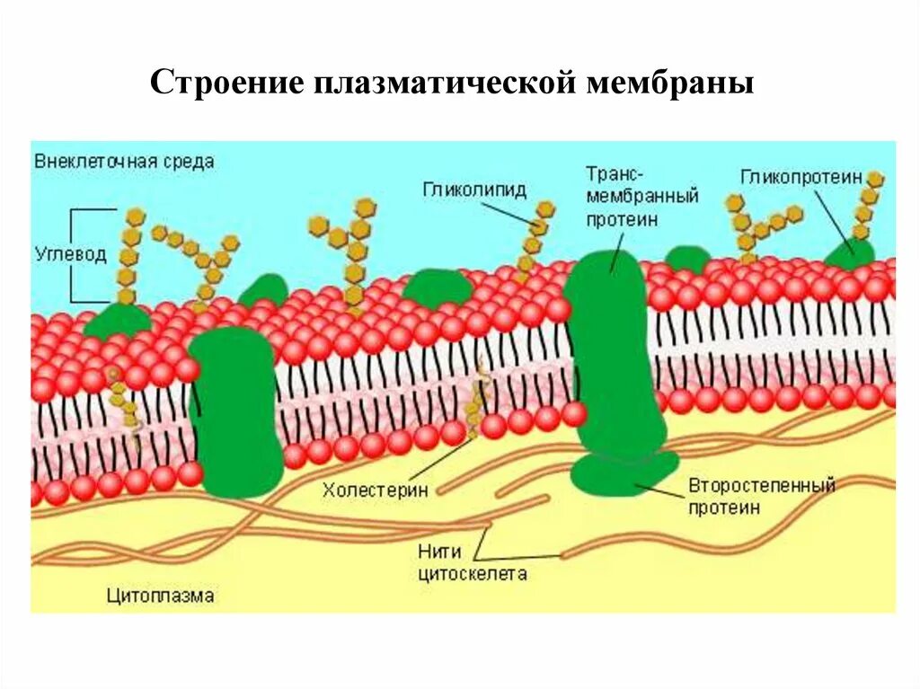 Плазматическая мембрана клетки состоит. Жидкостно-мозаичная модель строения мембраны (Сингер, Николсон, 1972);. Жидкостно мозаичная модель Сингера Николсона. Жидкостно-мозаичная модель мембраны Сингера. Модель мембраны Сингера Николсона.