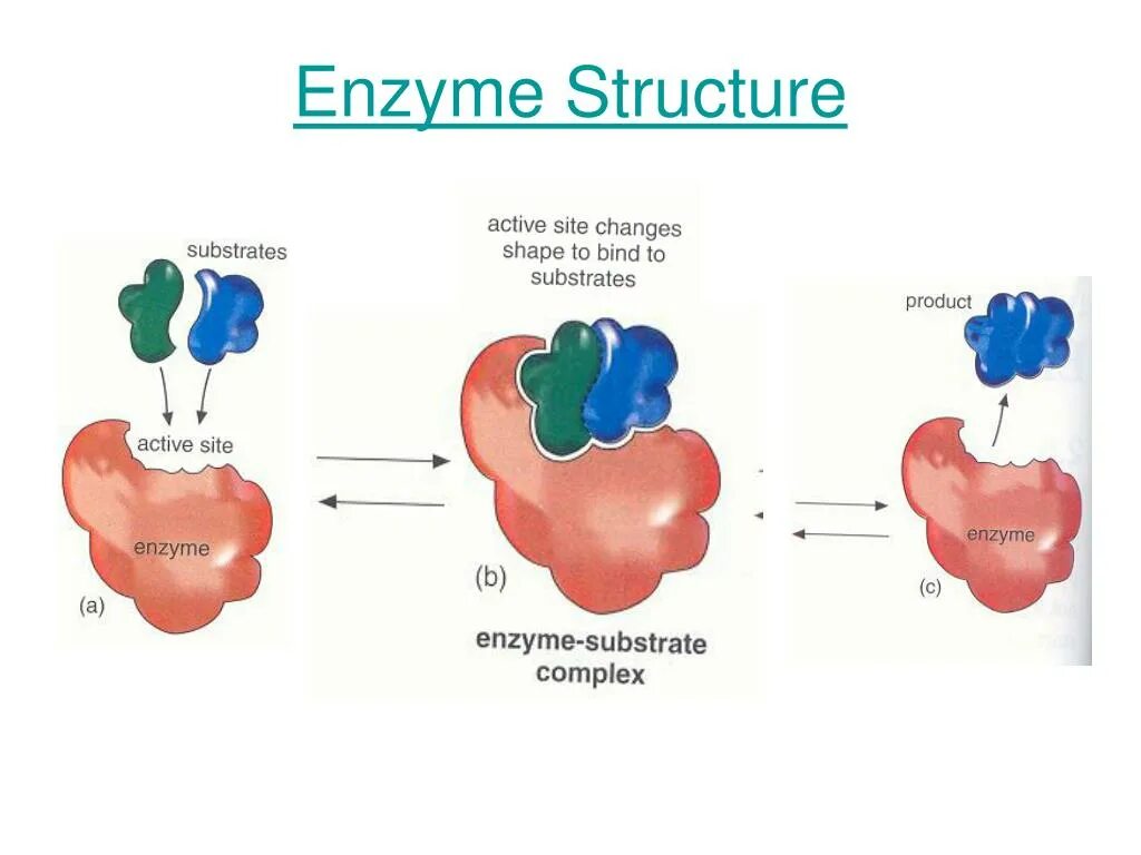 Enzymes structure. Structure of Enzems. TNAP Enzyme structure. Nitrogenase Enzyme structure. Пав энзимы