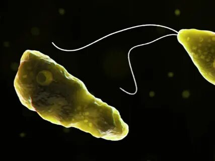 Амеба naegleria