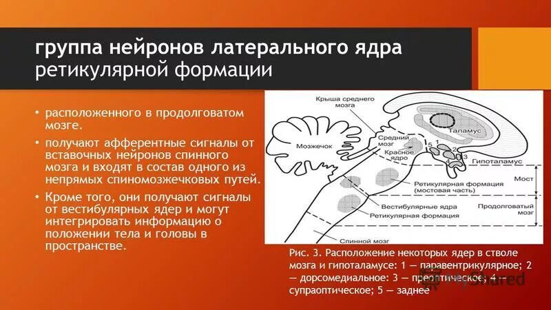 классификация нервной системы нейрон. классификация нейронов по отросткам. нейрон структурная и функциональная единица нервной системы. группы нервных клеток. типы нервных клеток.