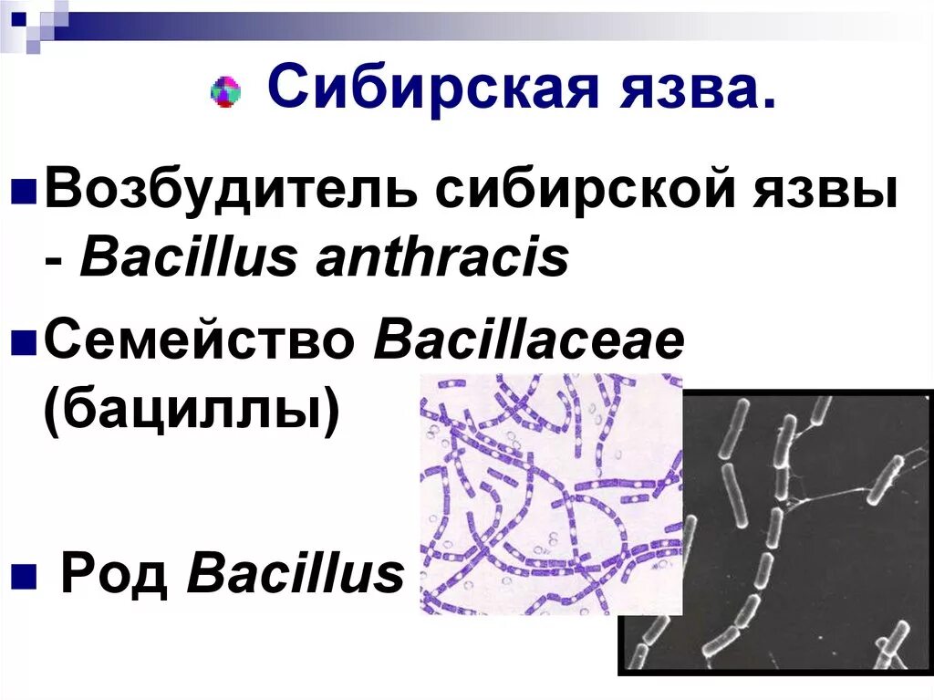 Бациллы сибирской язвы микробиология. Морфология возбудителя сибирской язвы. Bacillus anthracis Сибирская язва. Род Бациллюс Bacillus anthracis. Язвенный латынь