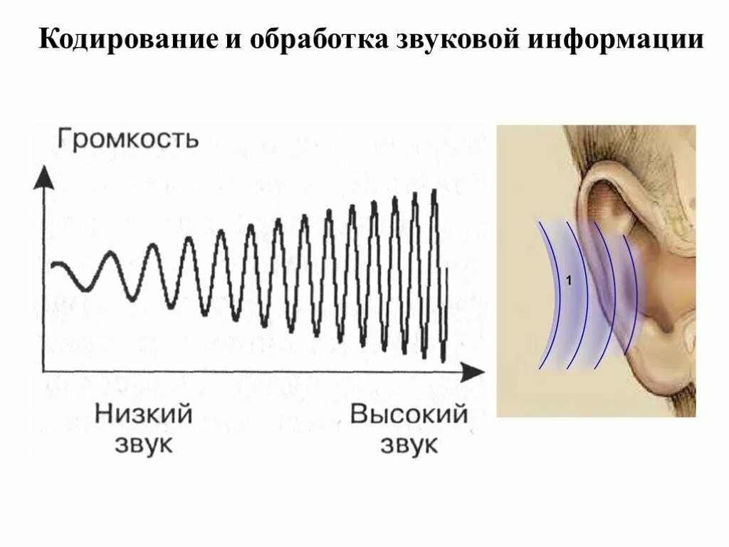 Кодирование звука изображения. Кодирование звука. Кодирование звуковой информации. Обработка звуковой информации. Кодировка звука Информатика.