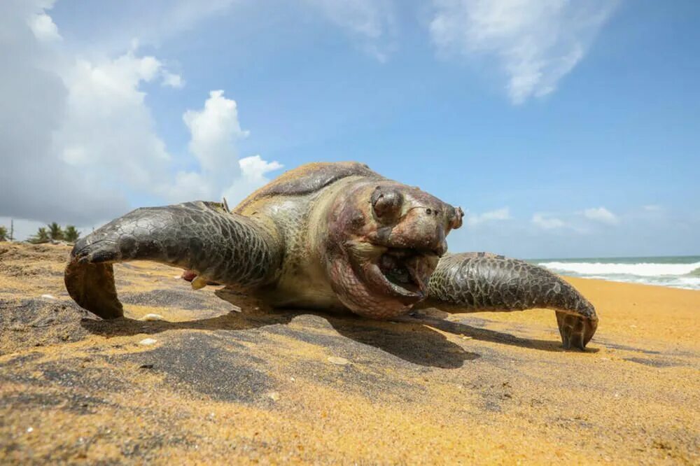 Гигантская черепаха восмера. Атакующая черепаха. Tortoise в реальной жизни. Прокати меня большая черепаха. Атакующая черепаха.
