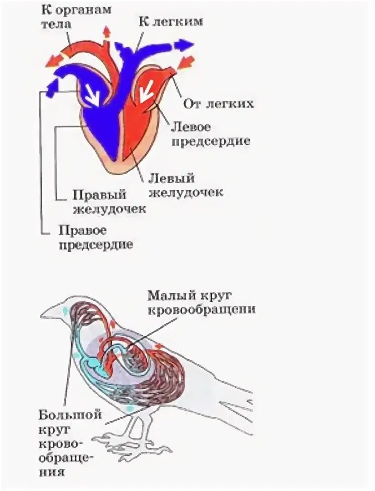 Схема кровообращения птиц